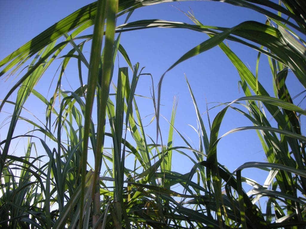 Sugarcane Takes Root In California’s Clean Energy Transformation | ESG ...